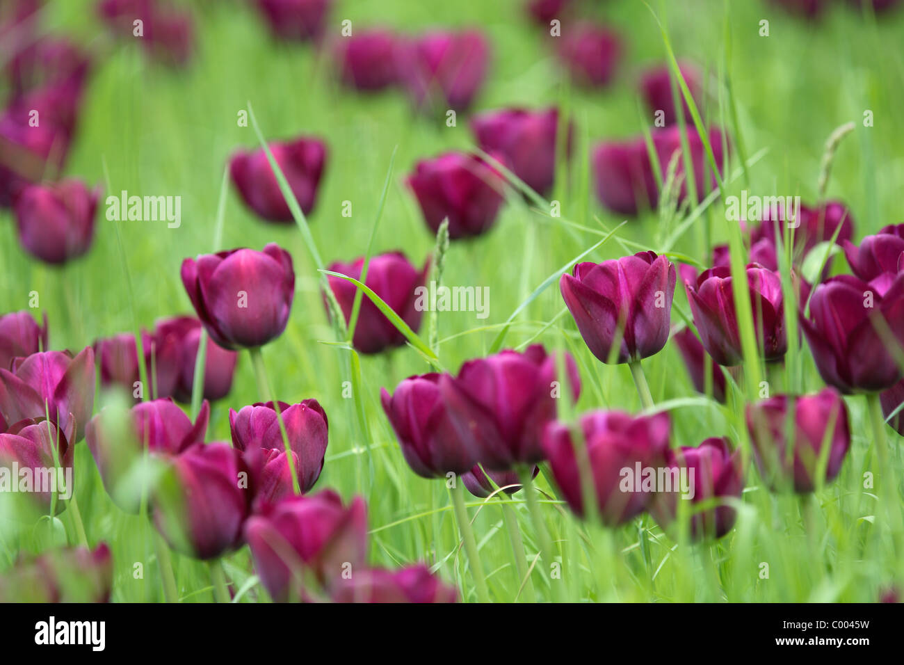 Tulpen, Tulipa-Hybriden, Feld, Tulipa, Tulips, field, Insel Mainau, Isle, Deutschland, Germany Stock Photo