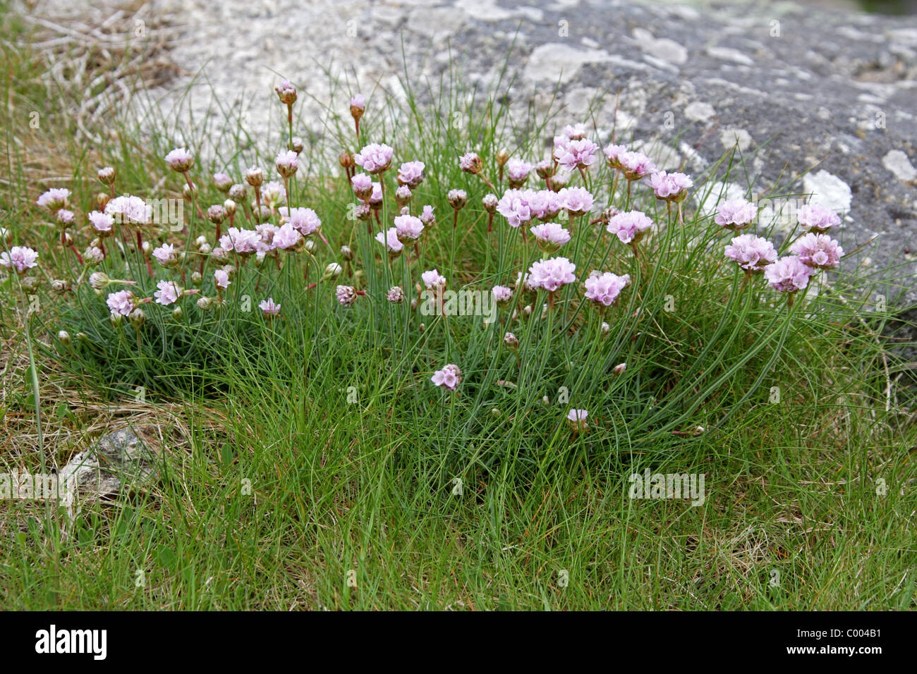 Thrift, Armeria maritima ssp elongata, Plumbaginaceae. Stock Photo