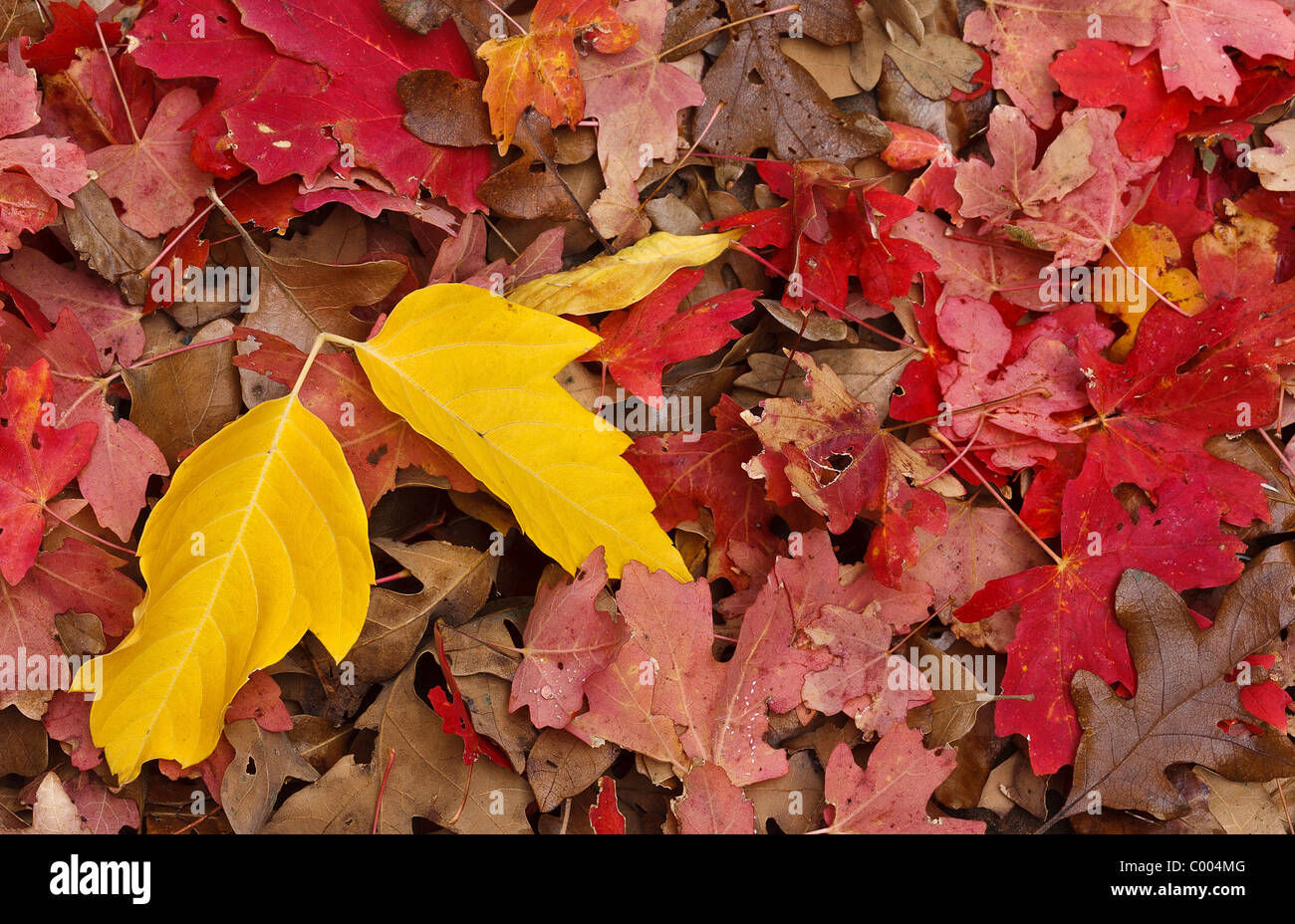 A fall palette of yellow Cottonwood and red Maple leaves in Zion National Park, Utah, USA. Stock Photo