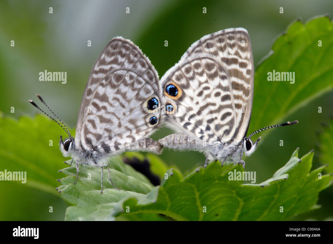 Cassius Blue Butterflies copulating Leptotes cassius Stock Photo Alamy