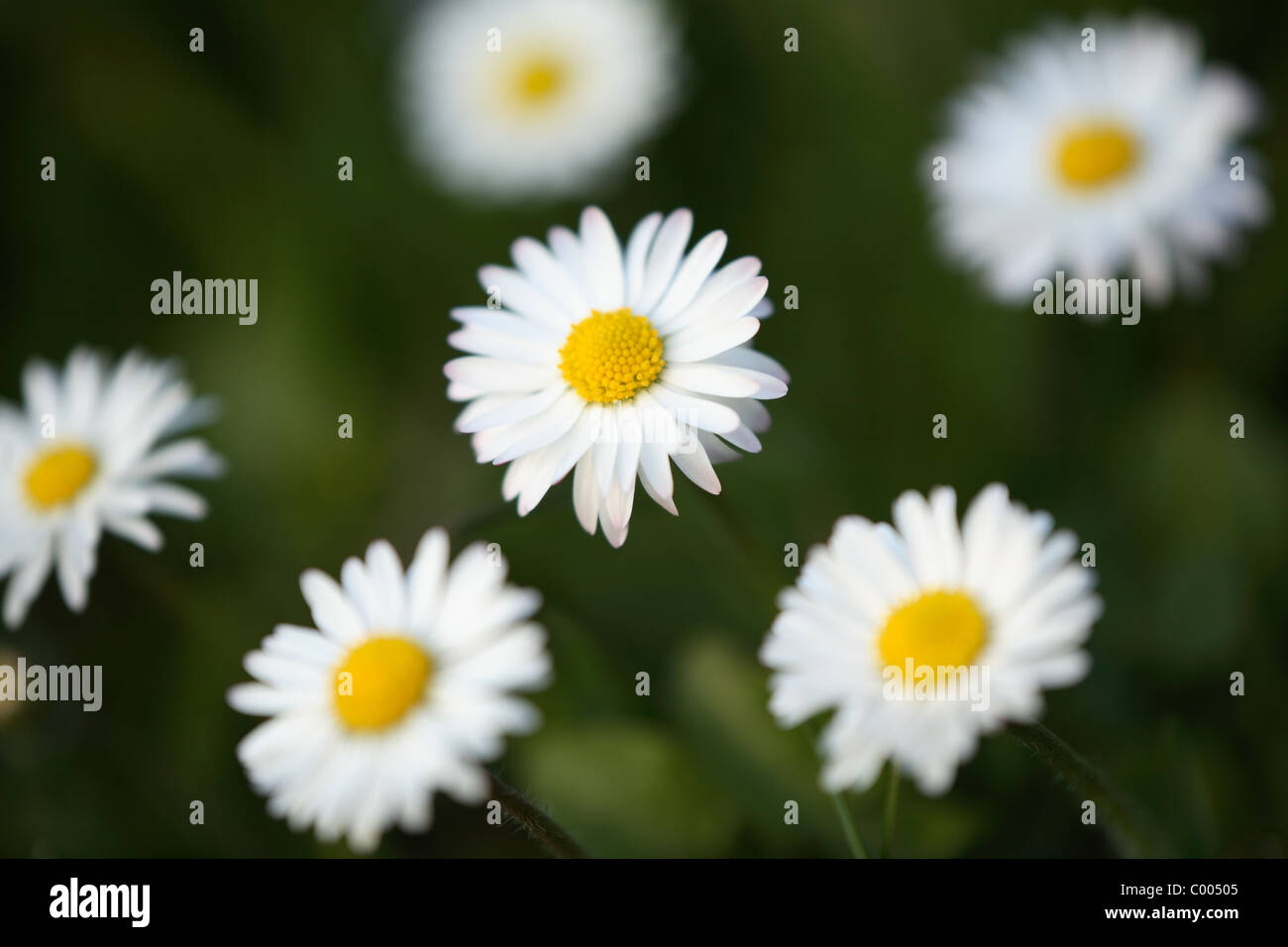 Mehrjaehriges Gaensebluemchen, Bellis perennis, Daisy, Deutschland, Germany Stock Photo