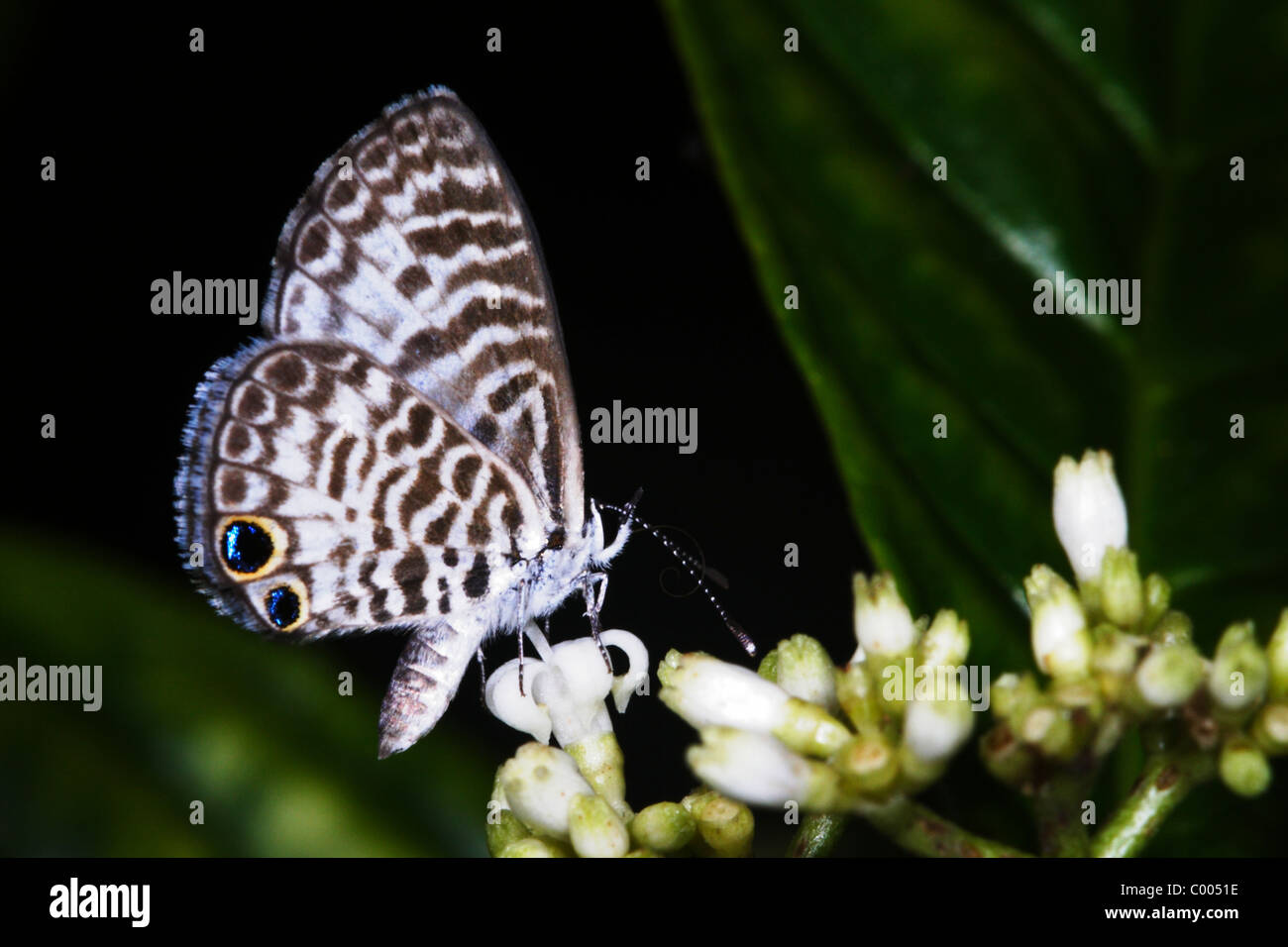 Cassius Blue Butterfly Leptotes cassius Stock Photo Alamy