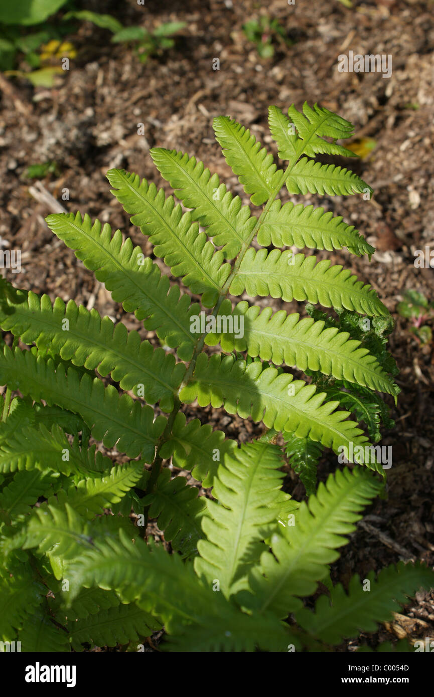 Matteuccia orientalis Stock Photo