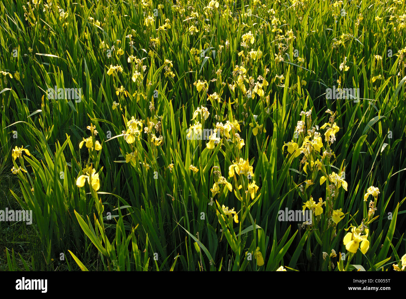 Wasser Schwertlilie High Resolution Stock Photography and Images - Alamy