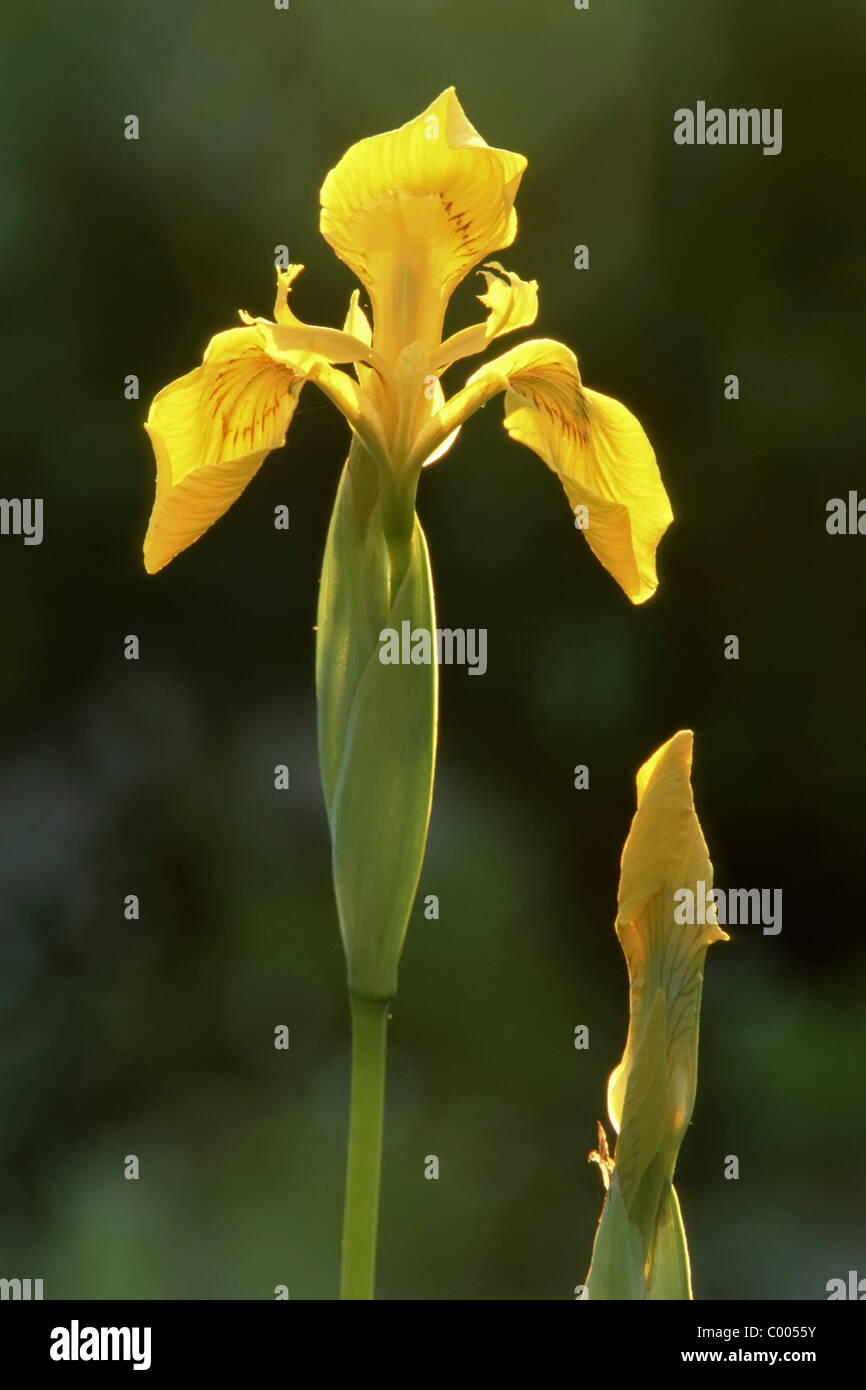 Wasser-Schwertlilie, Sumpf-Schwertlilie, Iris pseudacorus, Yellow Iris ...