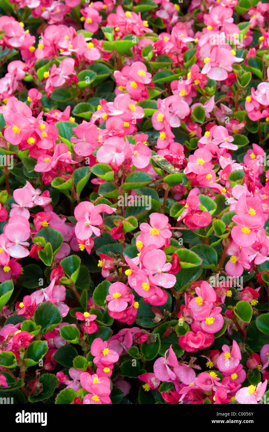Begonia flowering plant in Luxembourg City, Luxembourg. Stock Photo