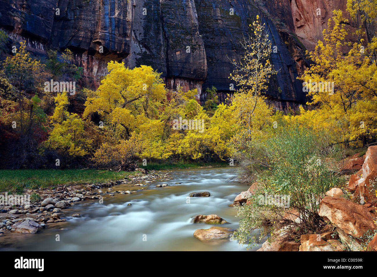 Cottonwood trees in peak fall color line the banks of the Virgin River in Zion Canyon, Zion National Park, Utah, USA. Stock Photo