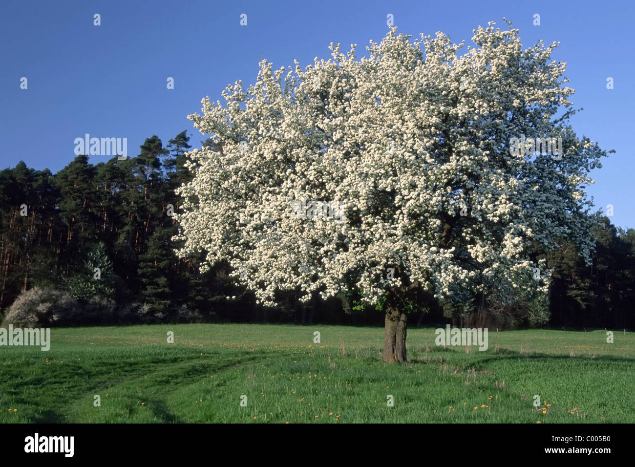 Bluehender Birnenbaum, Pyrus, Pear tree, blossoming, Mittelfranken, Bayern, Bavaria, Deutschland, Germany Stock Photo