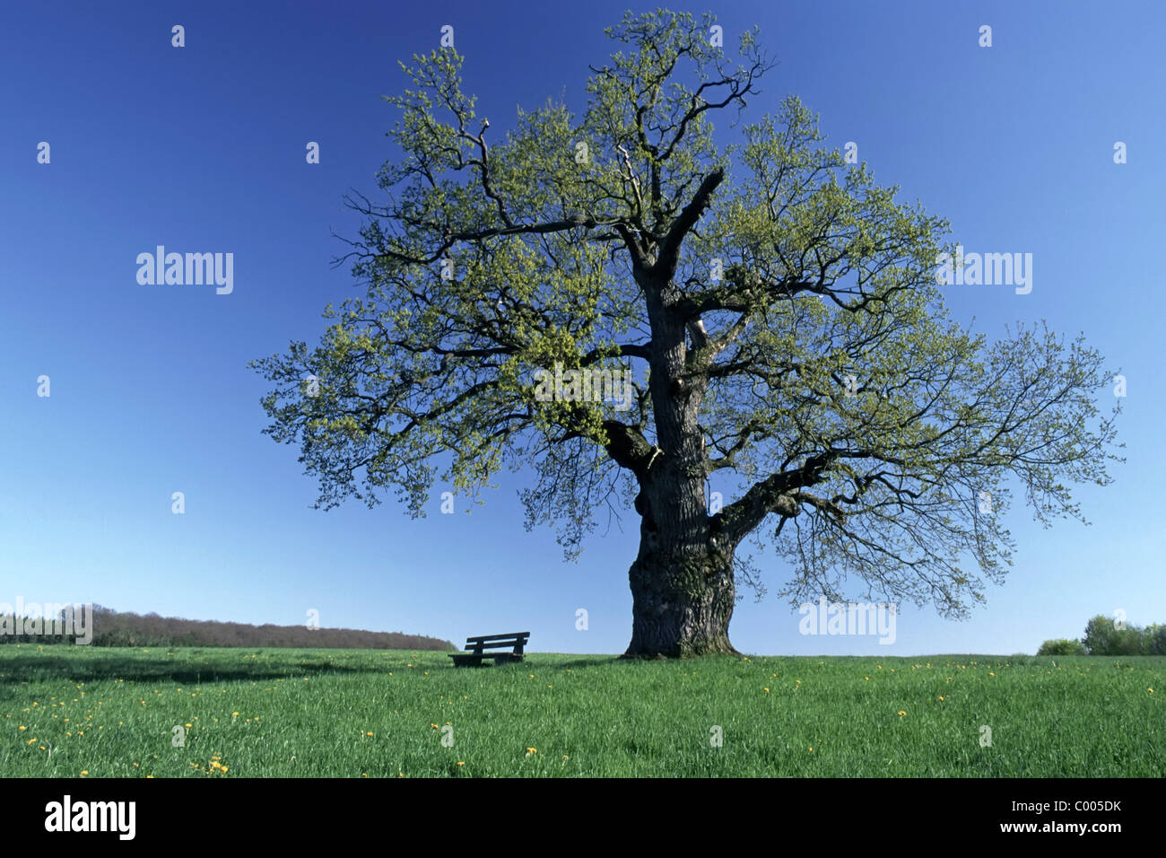 Stiel-Eiche, Deutsche Eiche, Quercus robur, Pedunculate Oak, Sitzbank, Bench, Mittelfranken, Bayern, Bavaria, Deutschland Stock Photo