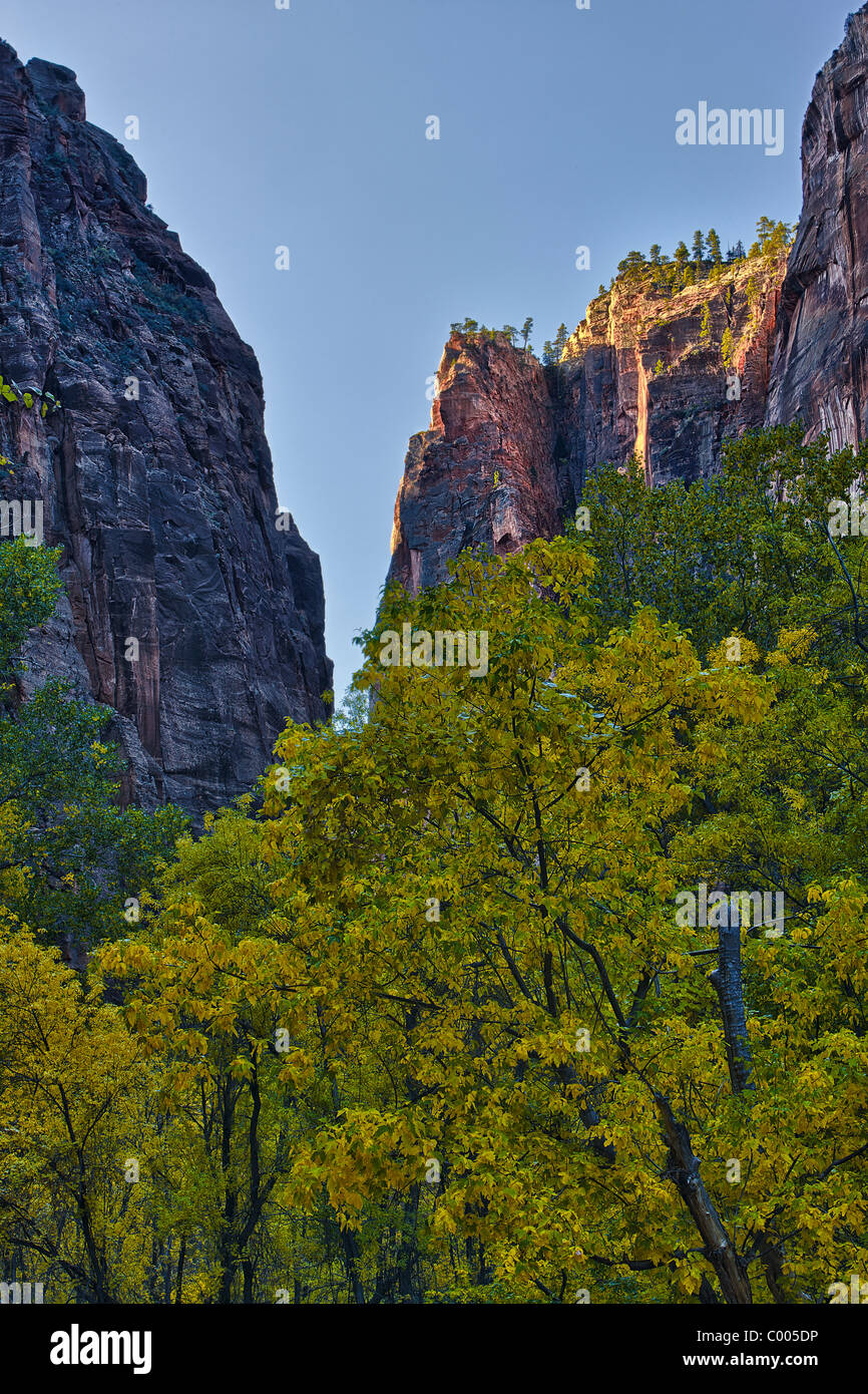 Cottonwoods in fall color, Zion Canyon, Zion National Park, Utah, USA. Stock Photo