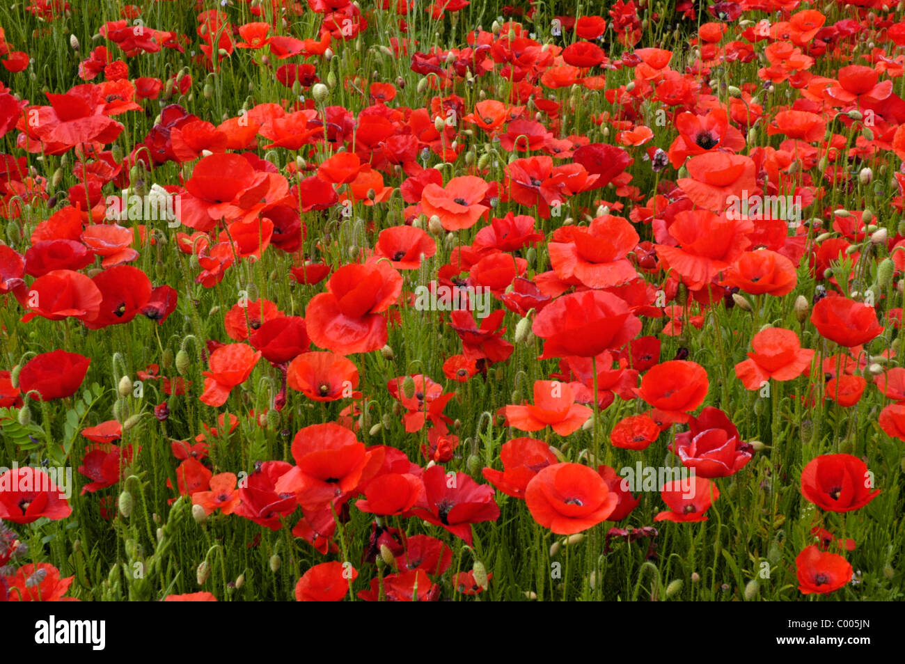 poppy and blossom