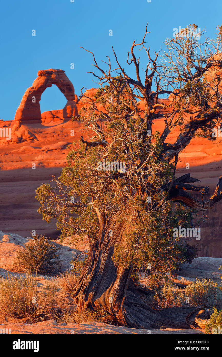 A juniper tree and Delicate Arch catch the last light of the day at Arches National Park, Utah, USA. Stock Photo