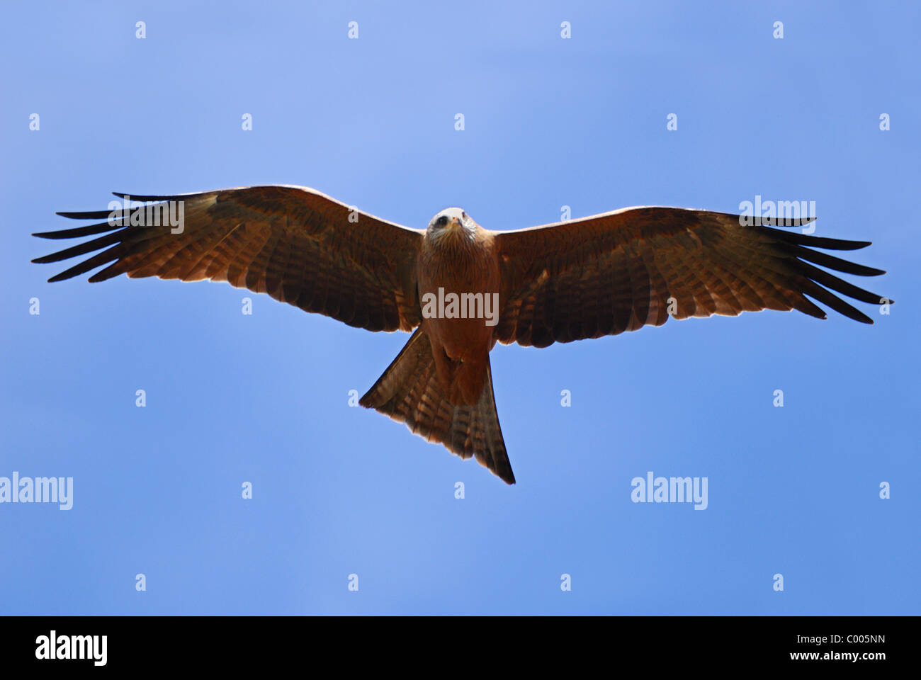 Yellow-billed kite (Milvus aegyptius) flying over the Berenty Nature Reserve, southern Madagascar Stock Photo