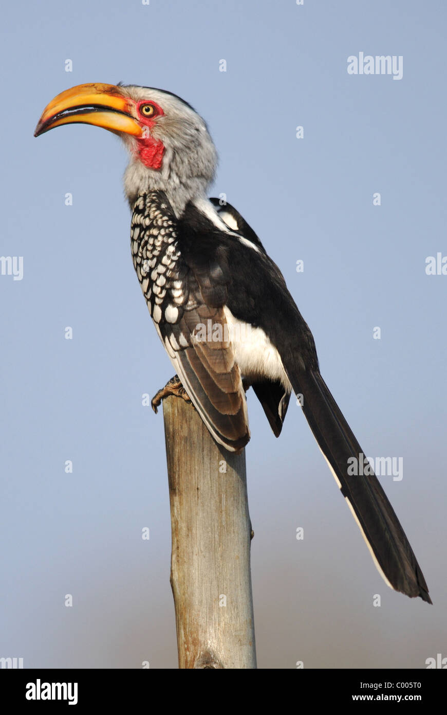 Southern Yellow-billed Hornbill (Tockus leucomelas) in Kruger National Park, South Africa. Stock Photo