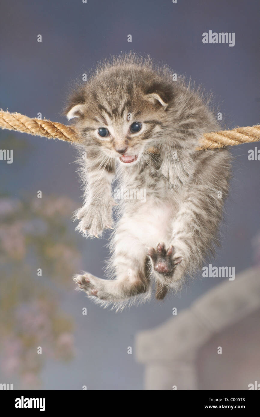 hang rope cat