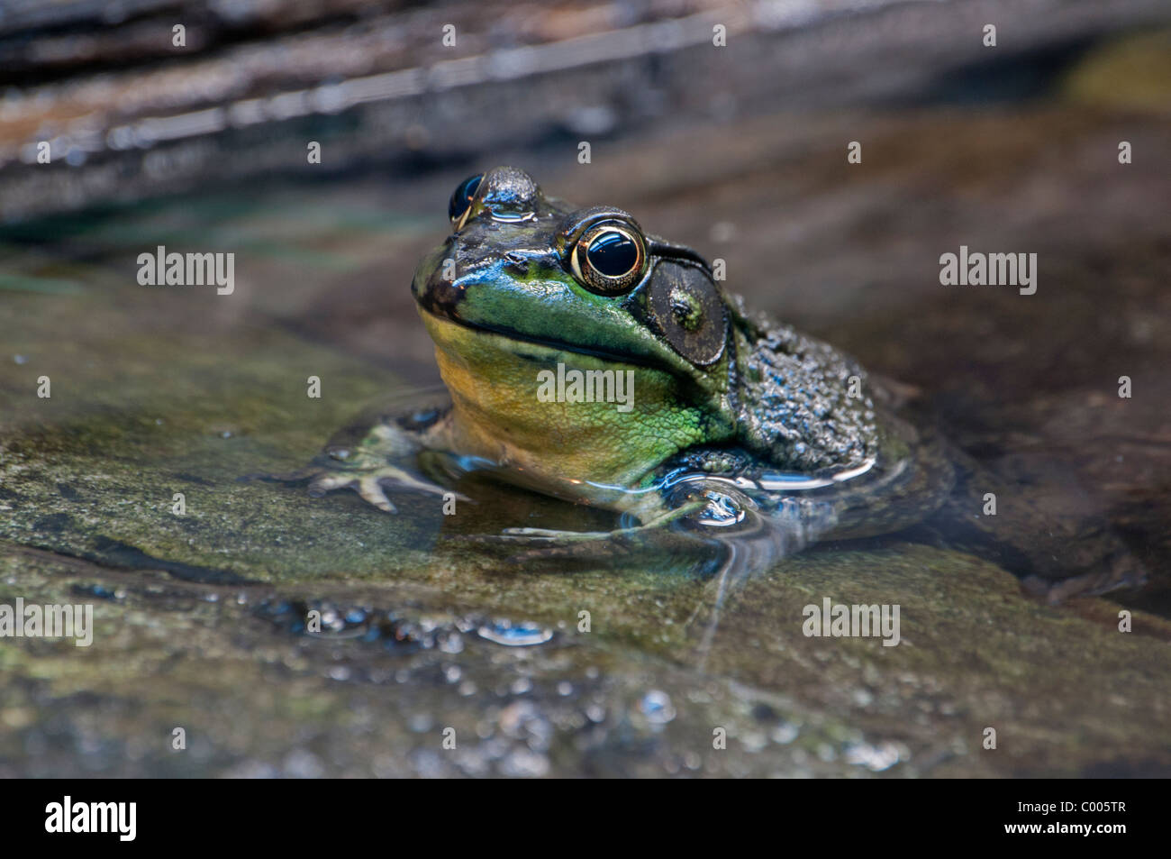 A partly-submerged Green Frog. Stock Photo