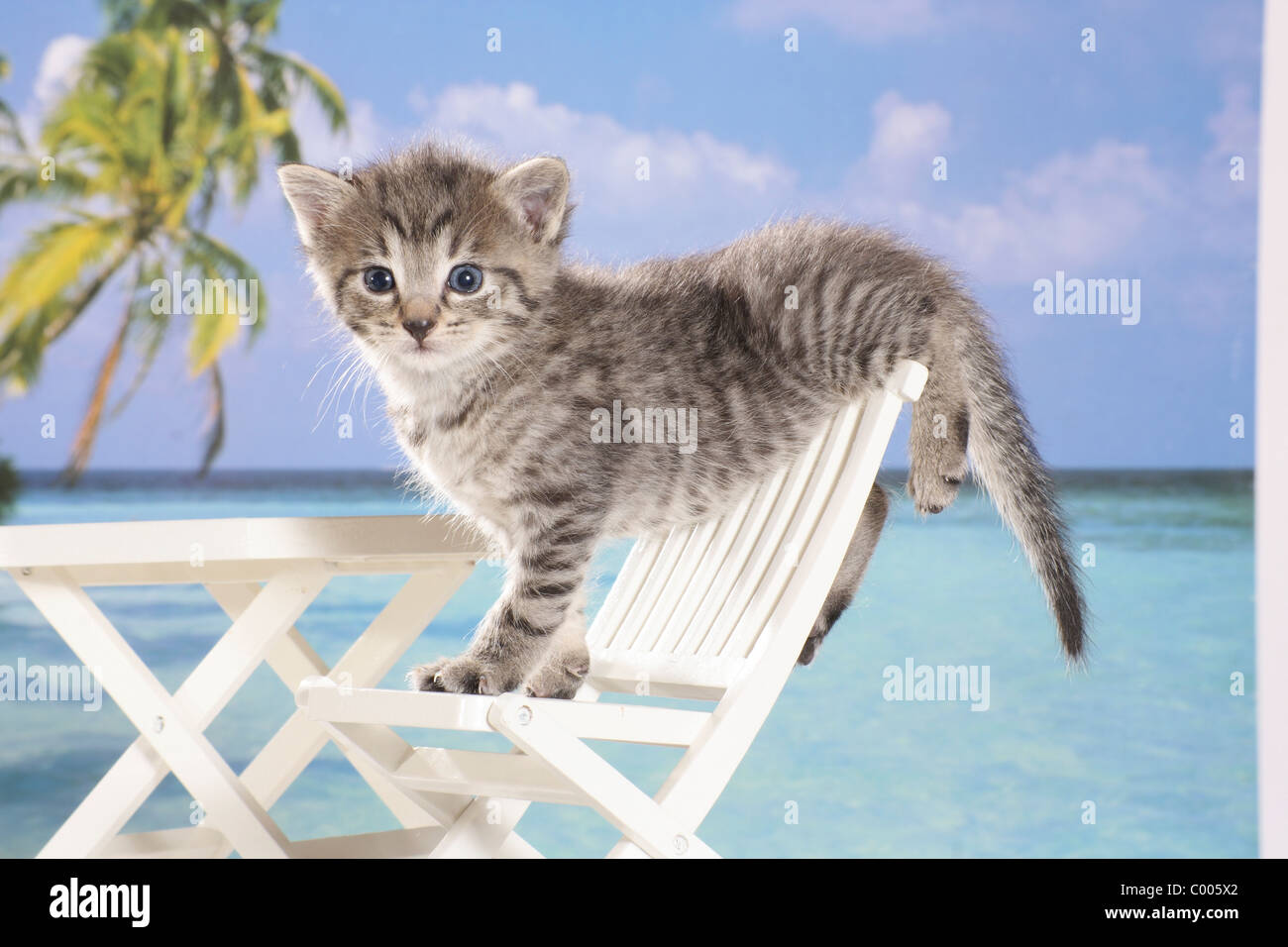 domestic cat - kitten on chair Stock Photo