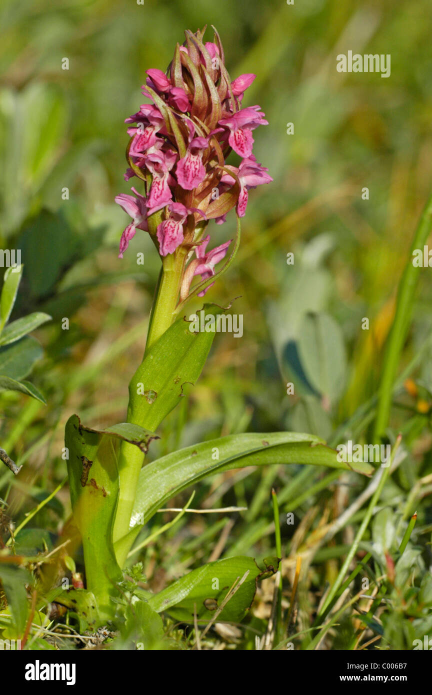 Fleischfarbenes Knabenkraut, Dactylorhiza incarnata, Early Marsh Orchid, Insel Texel, Holland, Netherlands Stock Photo