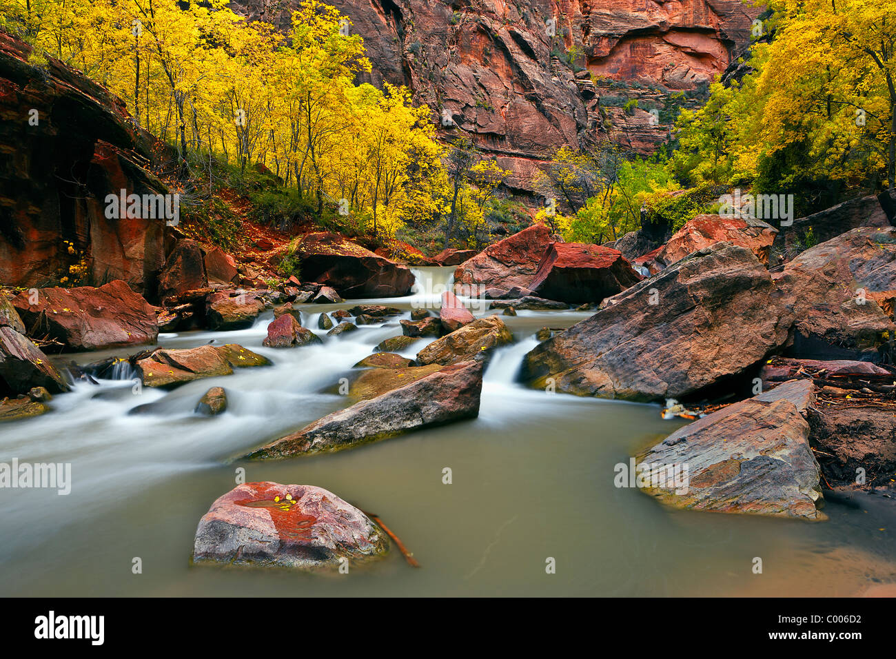The Virgin River flows past cottonwoods in Zion Canyon, Zion National Park, Utah, USA. Stock Photo