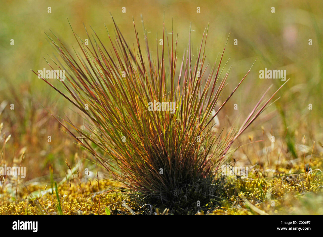 Silbergras, Duenengras, Corynephorion canescens, Texel, Holland, Netherlands Stock Photo