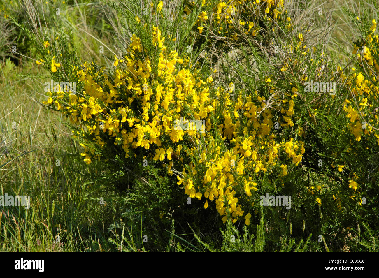 Besenginster, Genista scoparia, Gorse, Texel, Holland, Netherlands Stock Photo