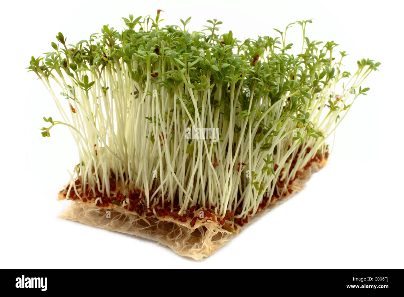 Cress (Lepidium sativum) grown from seed on layers of kitchen roll paper. White background. Stock Photo