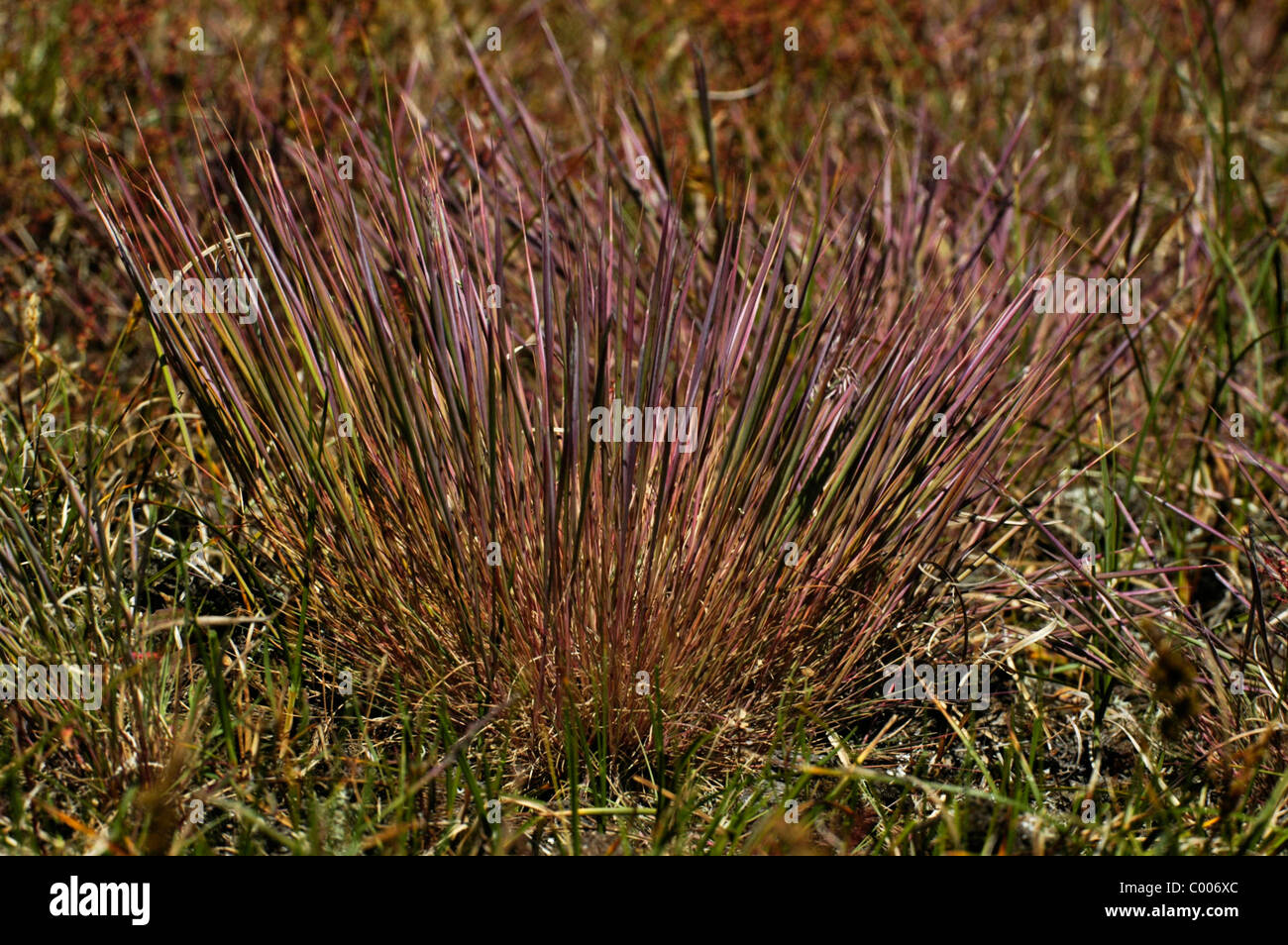 Silbergras, Duenengras, Corynephorion canescens, Texel, Holland, Netherlands Stock Photo