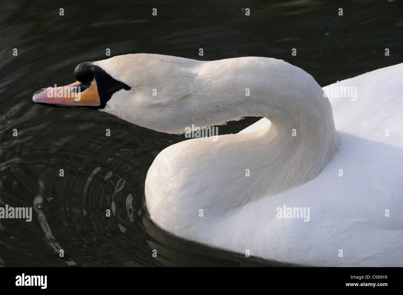 A close-up photograph of a swan's head and neck. Stock Photo