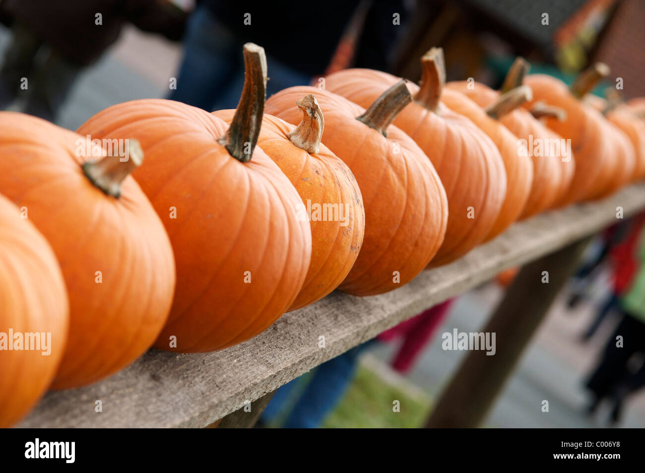 Row of pumpkins at a pumpkin festival close Hamminkeln in Germany. Stock Photo