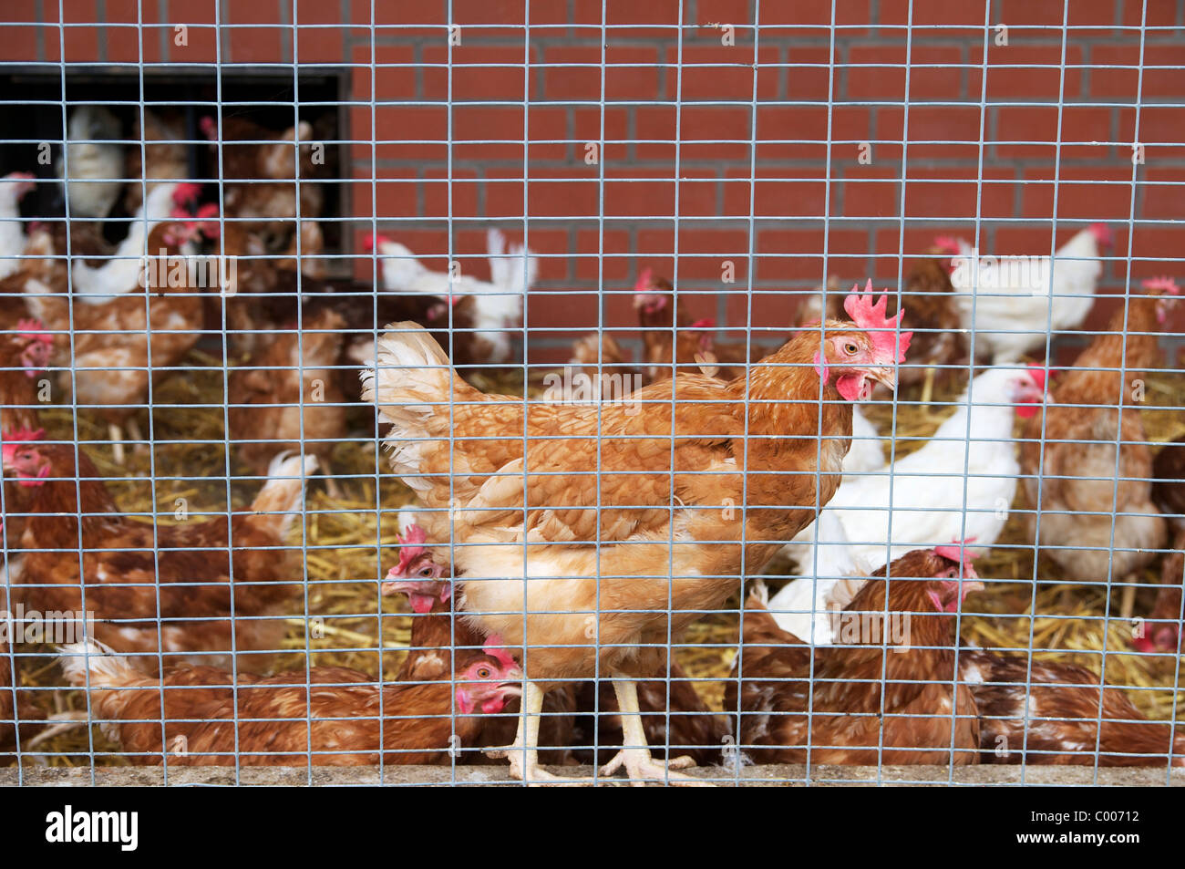 Free running chicken on a farm in Germany behind a the fence. Stock Photo