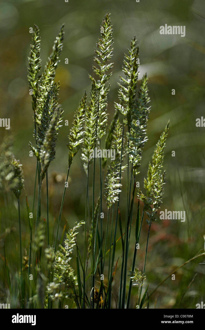 Graeser im Gegenlicht, Grasses, Contre-jour, Texel, Holland, Netherlands Stock Photo