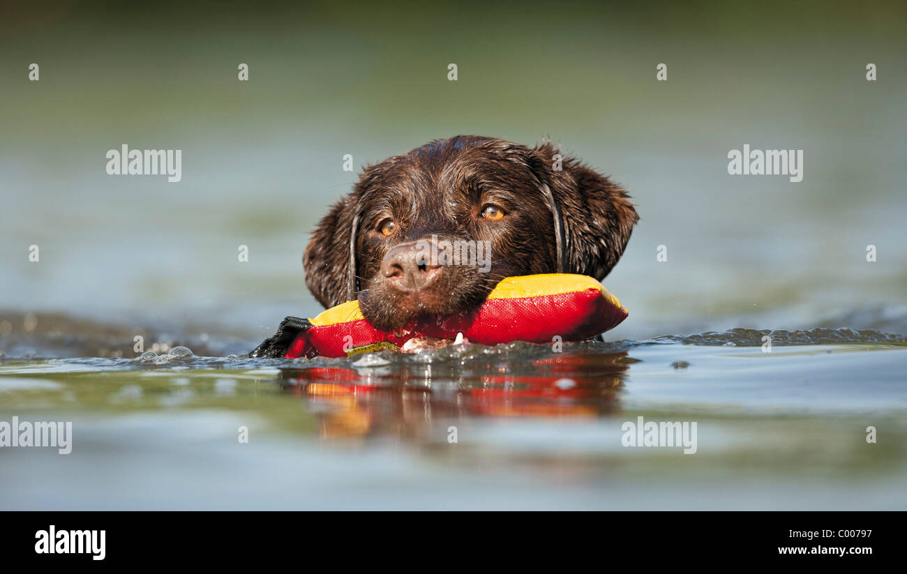 Labrador Retriever dog in water retrieving toy Stock Photo Alamy