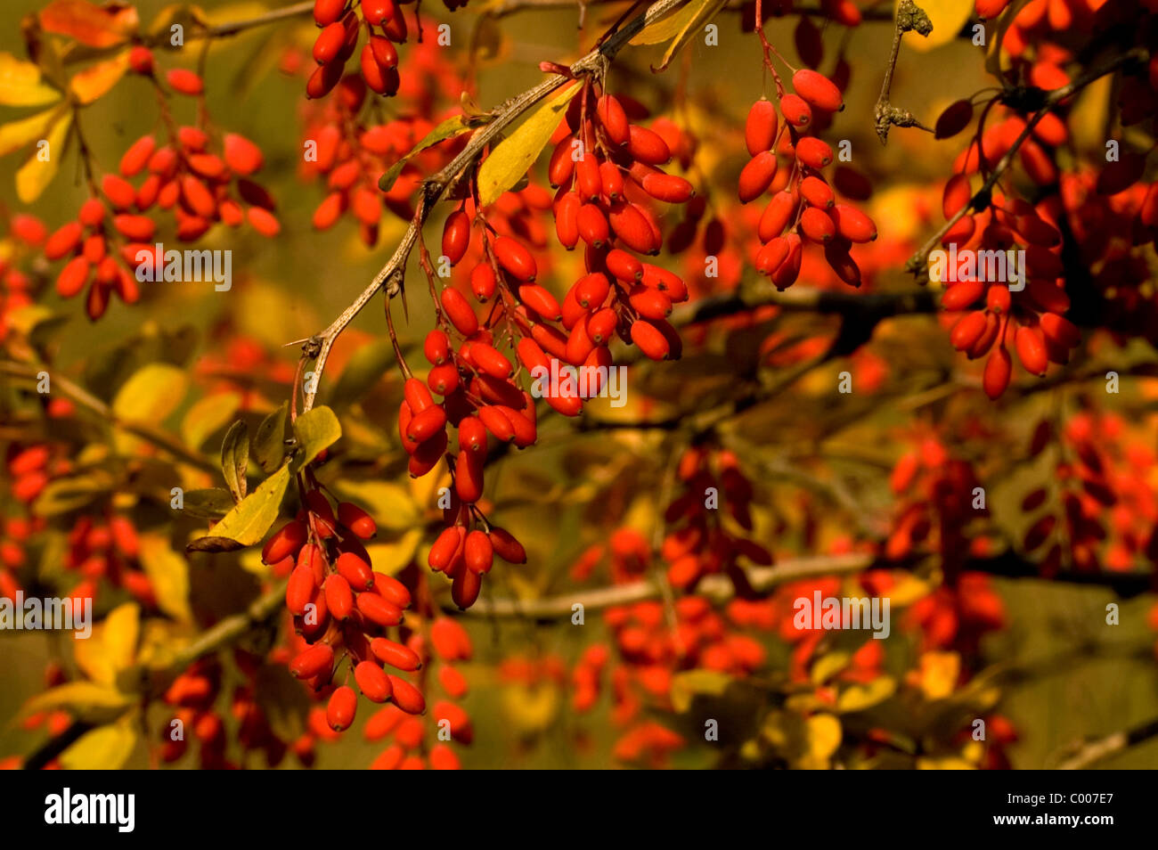 Sauerdorn, gewoehnliche Berberitze, Berberis vulgaris, Barberry, Jaundice berry, Ostalbkreis, Deutschland, Germany  Stock Photo