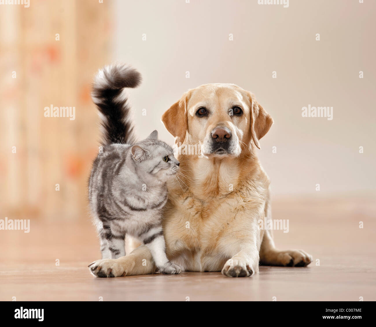 labradors and cats