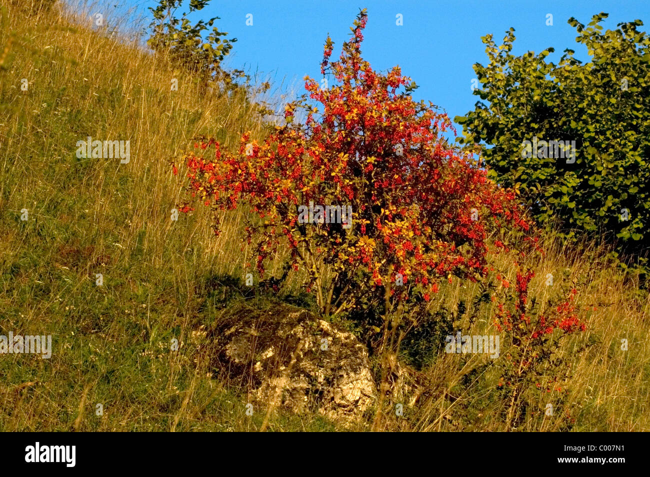 Sauerdorn, gewoehnliche Berberitze, Berberis vulgaris, Barberry, Jaundice berry, Ostalbkreis, Deutschland, Germany  Stock Photo