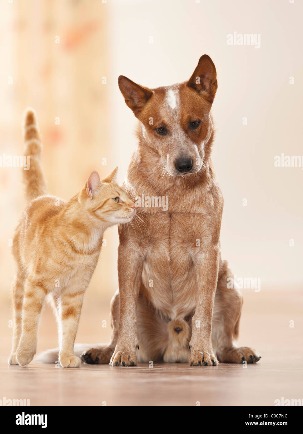 animal : domestic and Cattle dog Stock Photo - Alamy