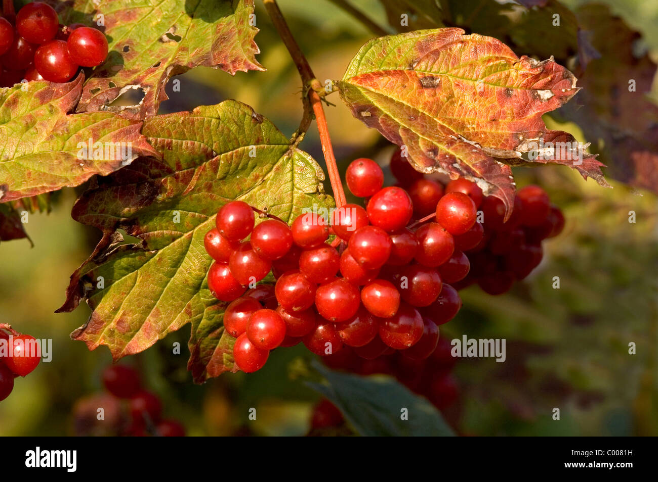 Gemeiner Schneeball, Beeren,Viburnum opulus, Common Snowball, Berries ...