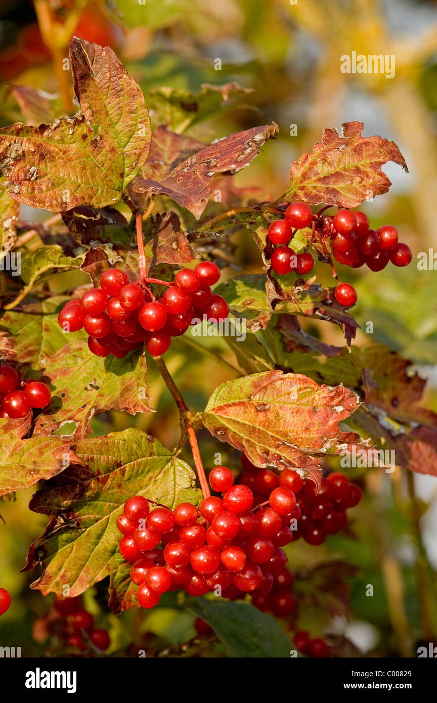Gemeiner Schneeball, Beeren,Viburnum opulus, Common Snowball, Berries ...