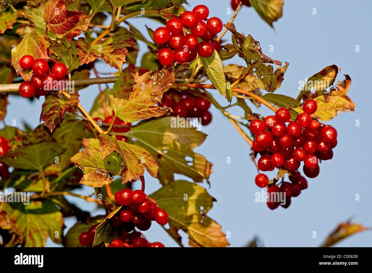 Gemeiner Schneeball, Beeren,Viburnum opulus, Common Snowball, Berries ...