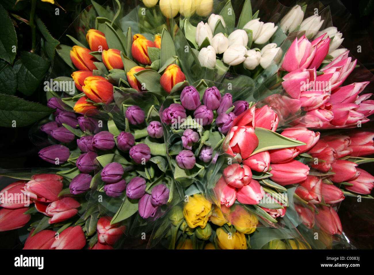 bunch of tulips Stock Photo - Alamy
