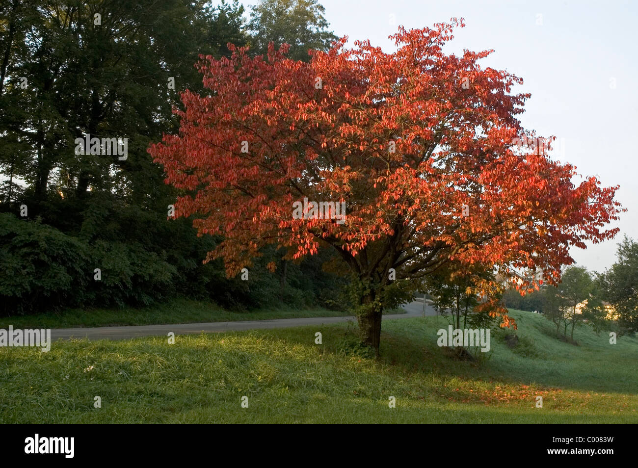 Vogel-Kirsche, Suess-Kirsche, Herbst, Prunus avium,Wild Cherry, autumn, Ostalbkreis, Deutschland, Germany Stock Photo