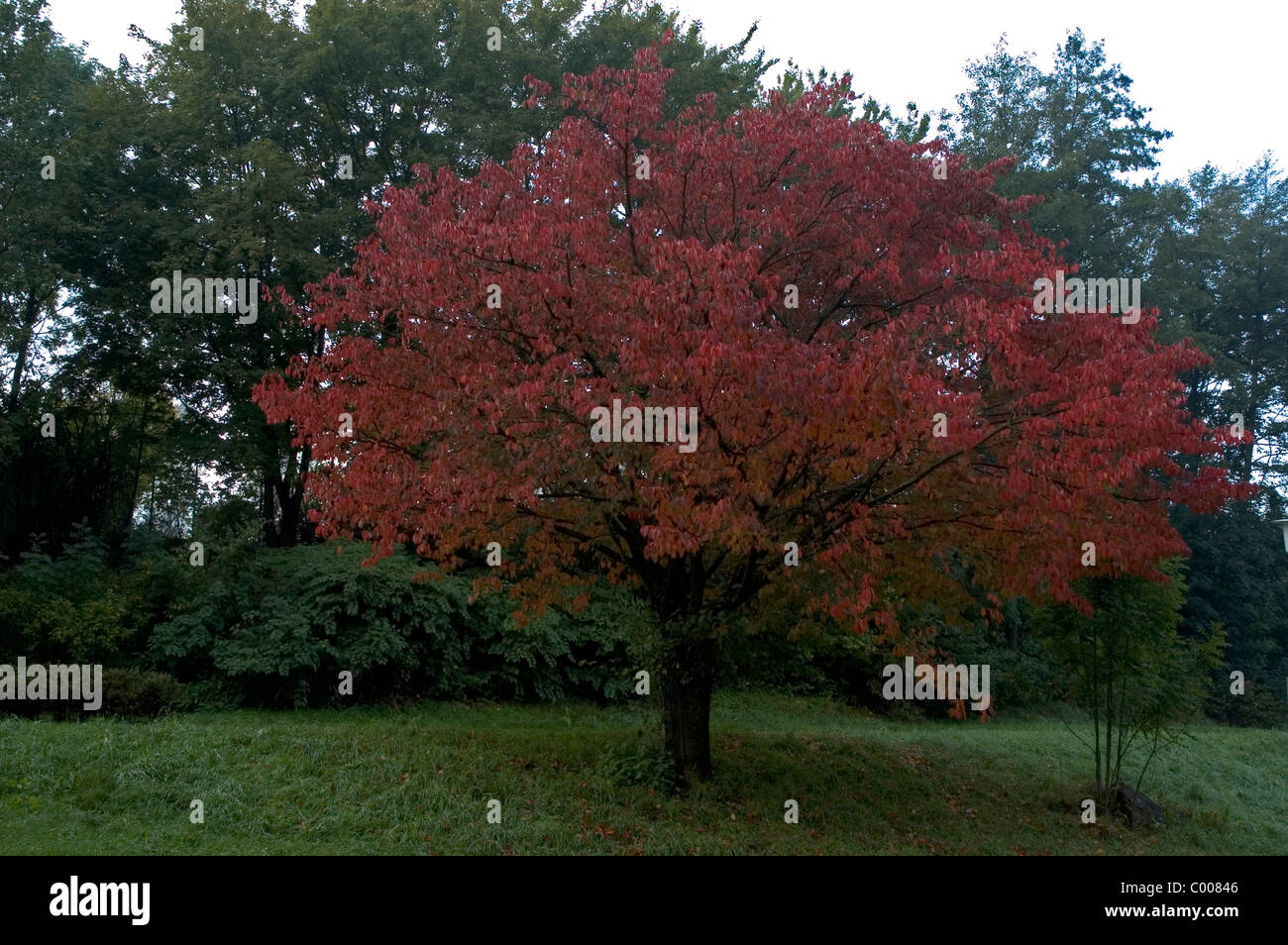 Vogel-Kirsche, Suess-Kirsche, Herbst, Prunus avium,Wild Cherry, autumn, Ostalbkreis, Deutschland, Germany Stock Photo