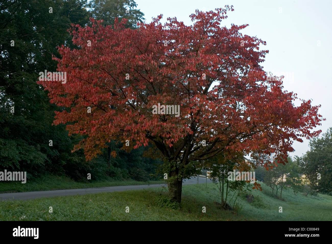 Vogel-Kirsche, Suess-Kirsche, Herbst, Prunus avium,Wild Cherry, autumn, Ostalbkreis, Deutschland, Germany Stock Photo