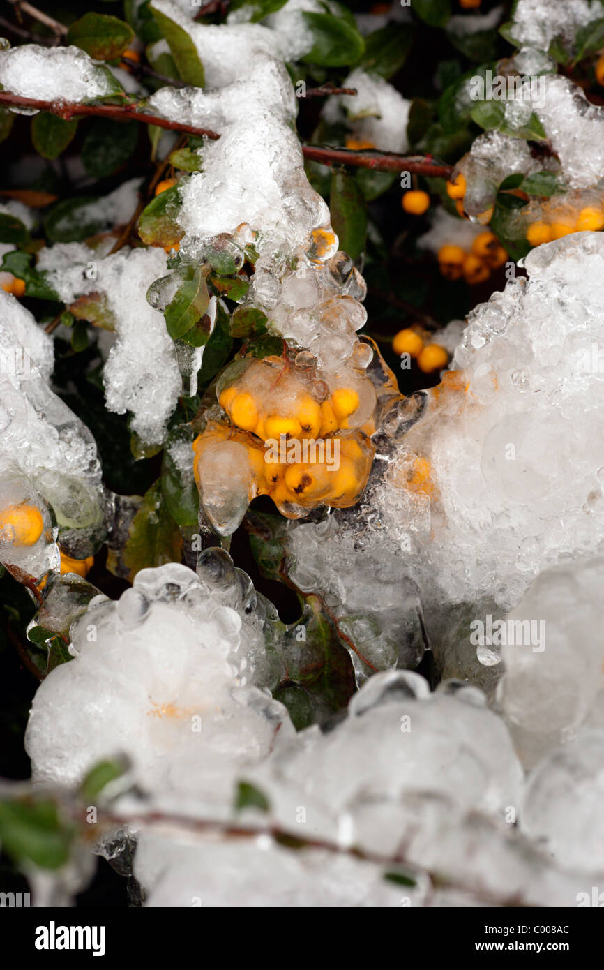 winter ice on pyracantha berries Stock Photo