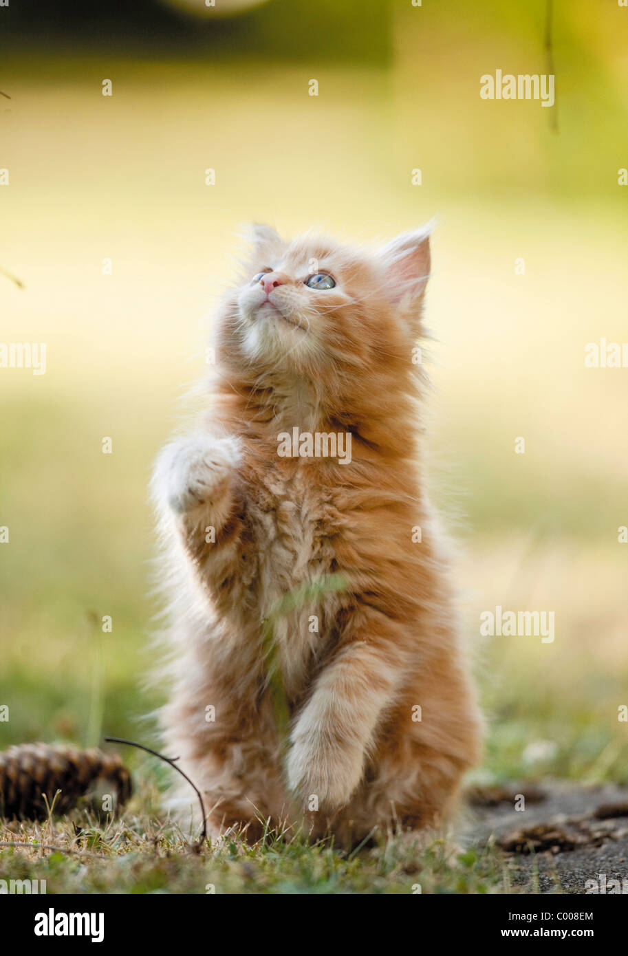 Maine Coon cat. Kitten sitting on its haunches Stock Photo Alamy