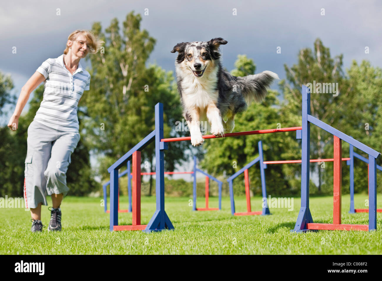 Agility Australian Shepherd dog jumping over hurdles Stock Photo Alamy