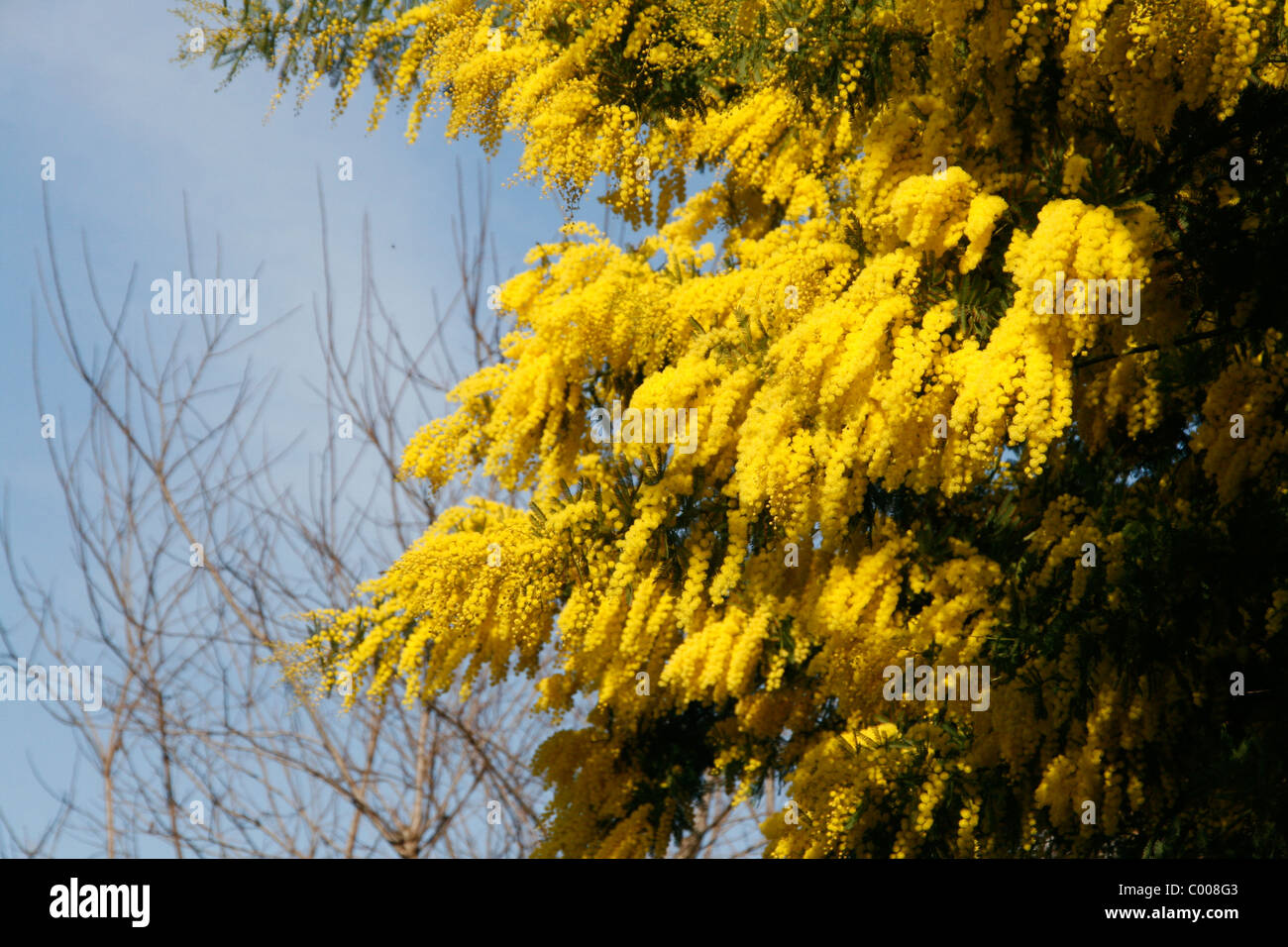 mimosa tree with yellow flowers Stock Photo Alamy