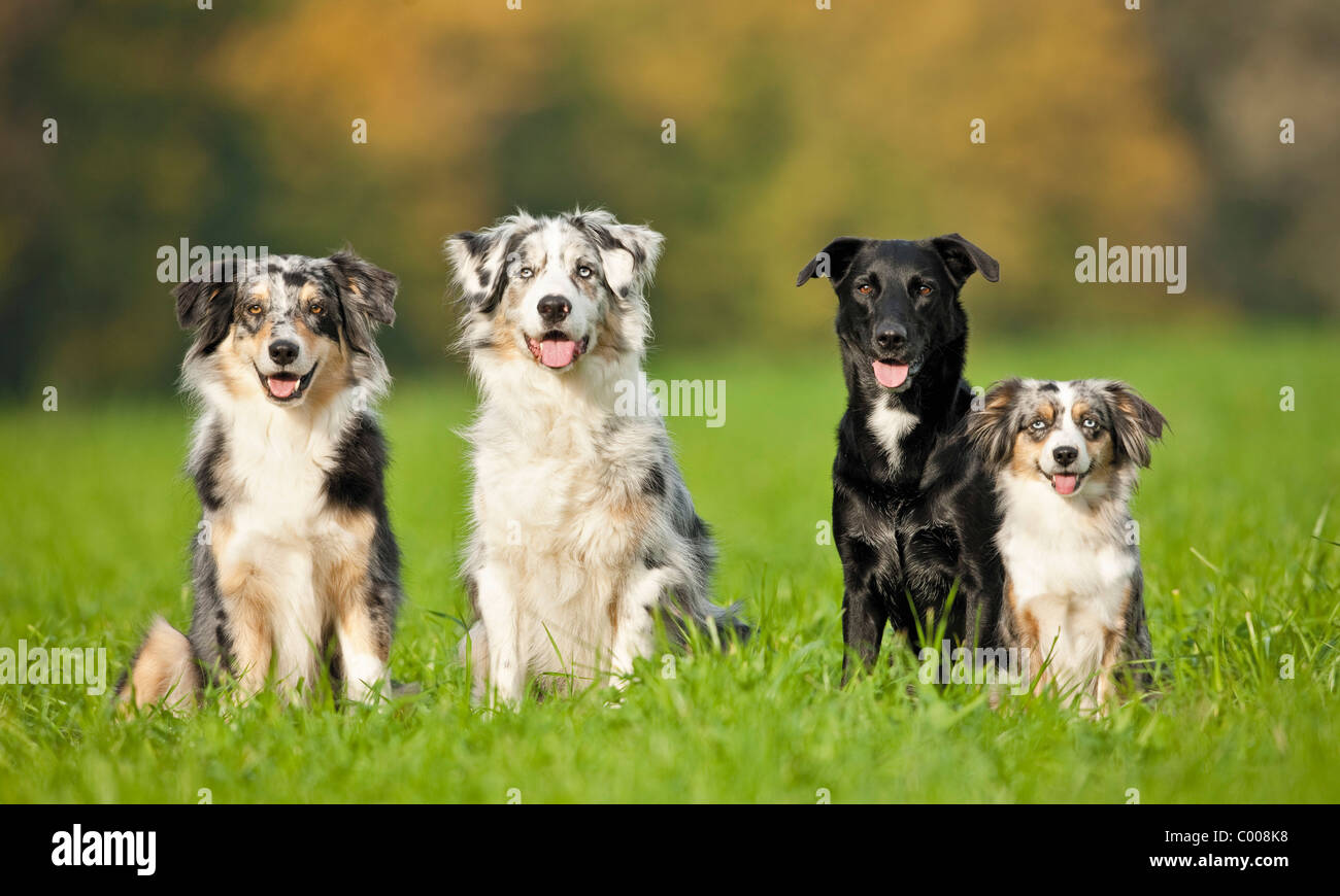 Domestic dog. Three Australian Shepherds and a mixedbreed dog sitting
