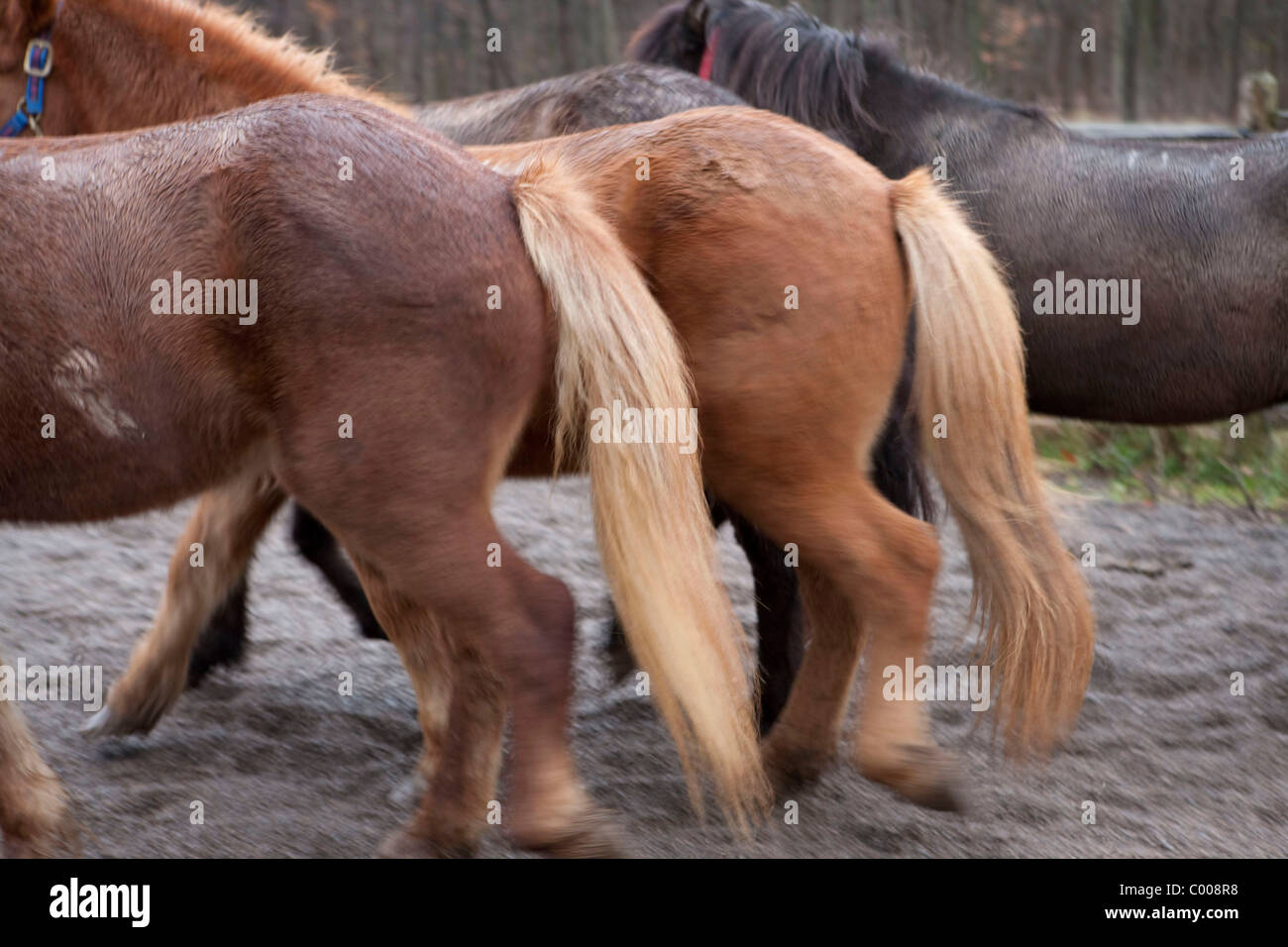 Sand Meadow Farms Icelandic Horses Stock Photo