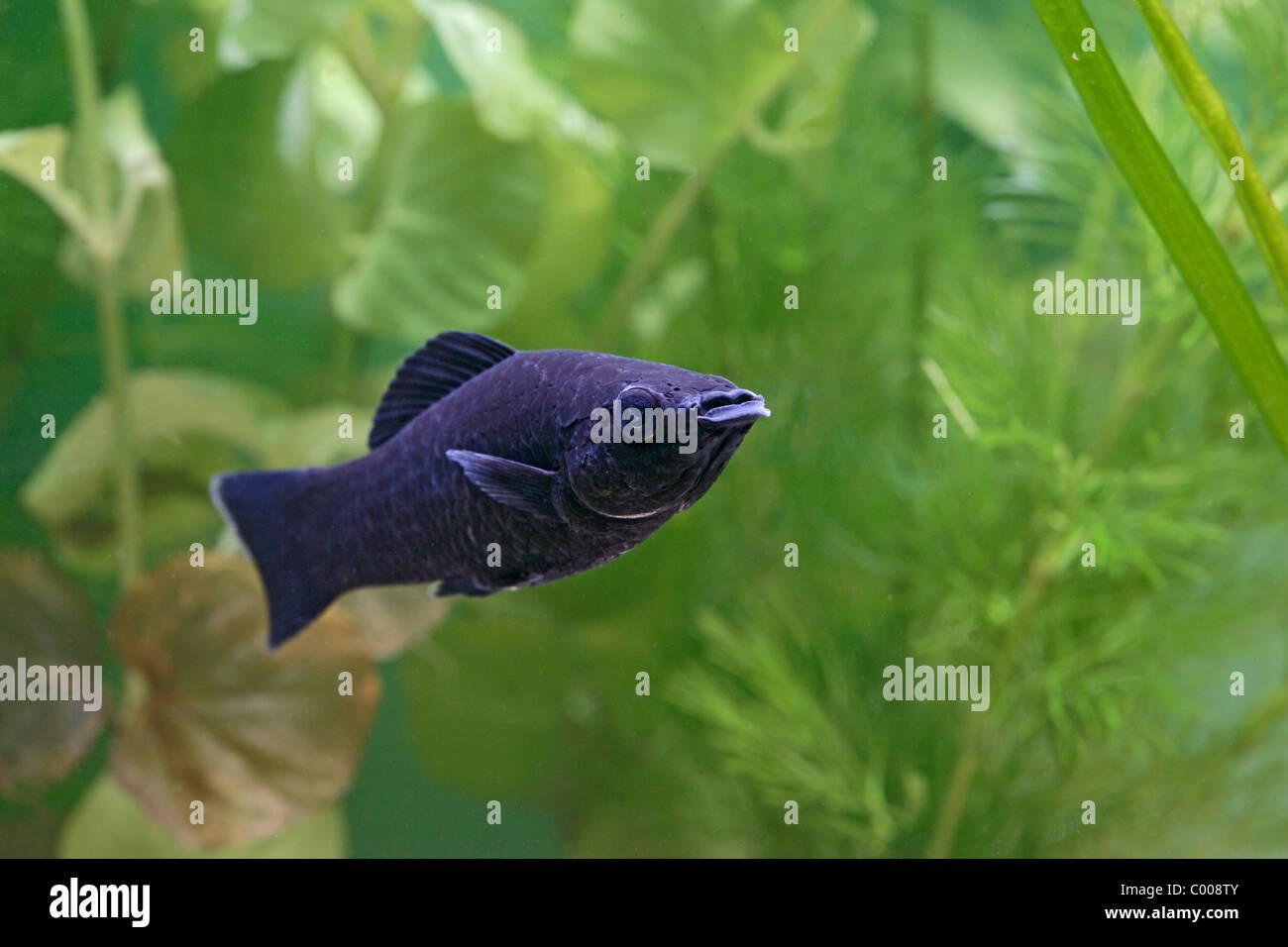 Black Molly ( Poecilia sphenops ) front view by weeds Stock Photo